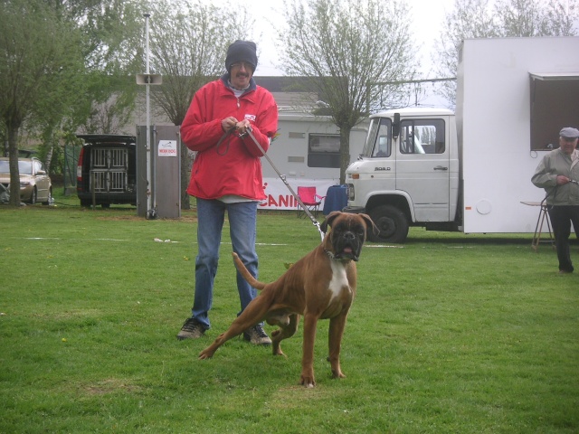 Nos boxers en expositions: 1 mai 2008 Roulers